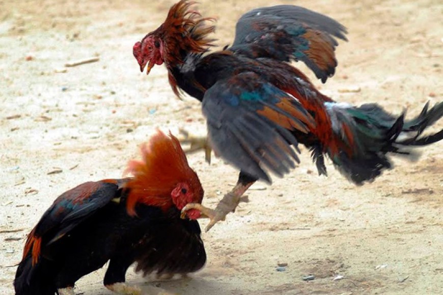 Tradiciones de Paraguaná: Peleas de gallos